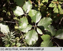 Sorbus graeca (jarząb grecki)