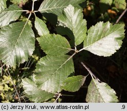 Sorbus graeca (jarząb grecki)