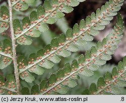 Dryopteris affinis