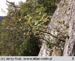 Sorbus graeca