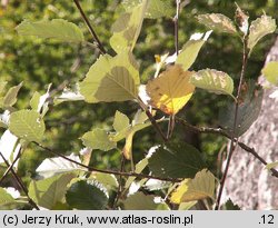 Sorbus graeca