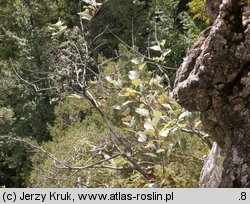 Sorbus graeca