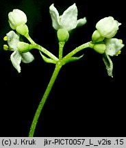 Galium suecicum (przytulia szwedzka)