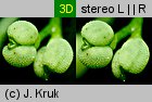 Galium suecicum (przytulia szwedzka)