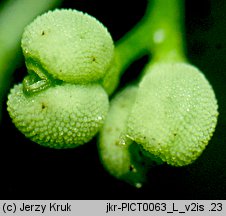 Galium suecicum (przytulia szwedzka)