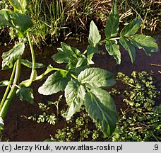 Apium nodiflorum (selery węzłobaldachowe)