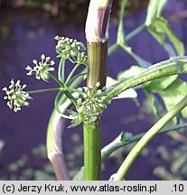 Apium nodiflorum (selery węzłobaldachowe)