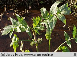 Apium nodiflorum (selery węzłobaldachowe)