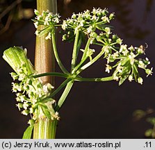 Apium nodiflorum (selery węzłobaldachowe)