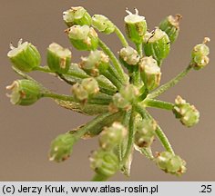 Apium nodiflorum (selery węzłobaldachowe)