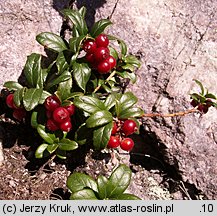 Vaccinium vitis-idaea (borówka brusznica)