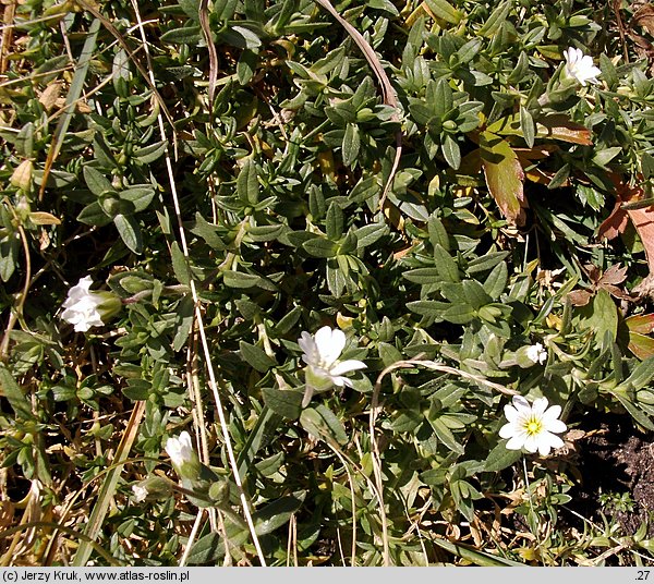 Cerastium latifolium (rogownica szerokolistna)