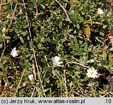 Cerastium latifolium (rogownica szerokolistna)