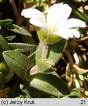 Cerastium latifolium (rogownica szerokolistna)