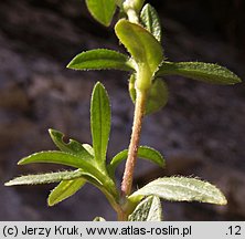 Cerastium latifolium (rogownica szerokolistna)