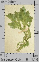 Selaginella martensii