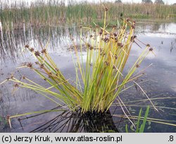 Schoenoplectus mucronatus (oczeret sztyletowaty)