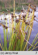 Schoenoplectus mucronatus (oczeret sztyletowaty)