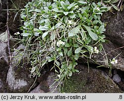 Arabis alpina ssp. alpina (gęsiówka alpejska typowa)