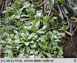 Arabis alpina ssp. alpina (gęsiówka alpejska typowa)