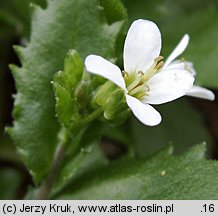 Arabis alpina ssp. alpina (gęsiówka alpejska typowa)