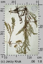 Achillea stricta (krwawnik wyprostowany)