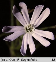 Silene noctiflora