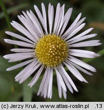 Erigeron annuus ssp. annuus (przymiotno białe typowe)