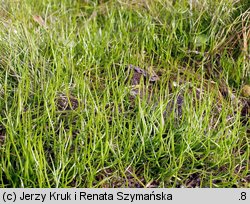 Pilularia globulifera (gałuszka kulecznica)