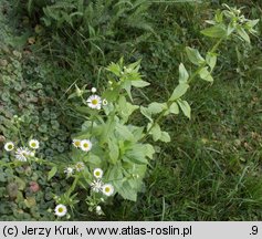 Erigeron annuus ssp. annuus (przymiotno białe typowe)