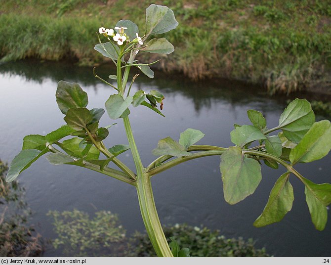 Nasturtium microphyllum (rukiew drobnolistna)