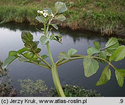 Nasturtium microphyllum (rukiew drobnolistna)