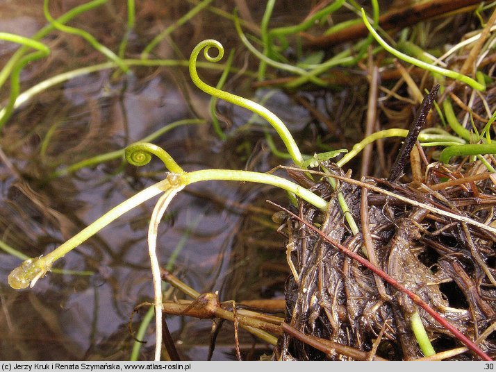 Pilularia globulifera (gałuszka kulecznica)