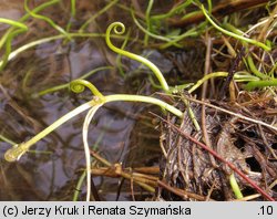 Pilularia globulifera (gałuszka kulecznica)