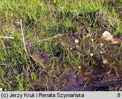 Pilularia globulifera (gałuszka kulecznica)