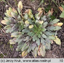 Conyza canadensis (konyza kanadyjska)