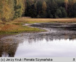 Pilularia globulifera (gałuszka kulecznica)