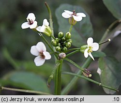 Nasturtium microphyllum (rukiew drobnolistna)