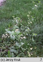 Erigeron annuus ssp. annuus (przymiotno białe typowe)