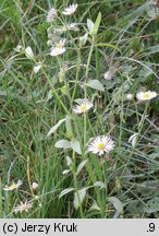 Erigeron annuus ssp. annuus (przymiotno białe typowe)