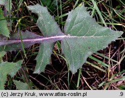 Sonchus oleraceus