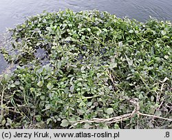 Nasturtium microphyllum (rukiew drobnolistna)