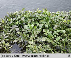 Nasturtium microphyllum (rukiew drobnolistna)