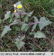 Sonchus oleraceus