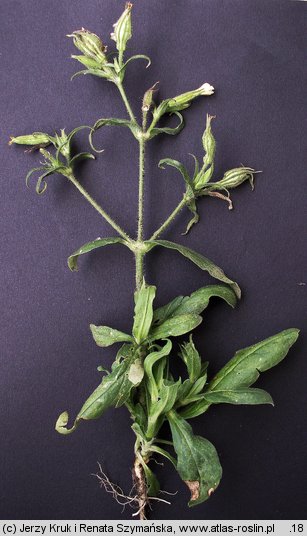 Silene noctiflora