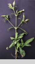 Silene noctiflora