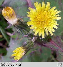 Sonchus oleraceus