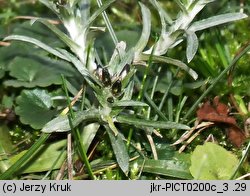 Gnaphalium sylvaticum (szarota leśna)