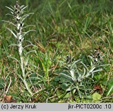 Gnaphalium sylvaticum (szarota leśna)