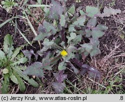 Sonchus oleraceus